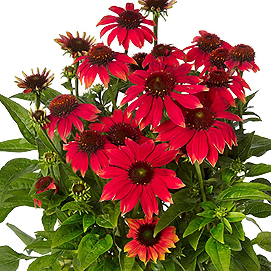 Echinacea purpurea Prairie Blaze™ Orange Sunset