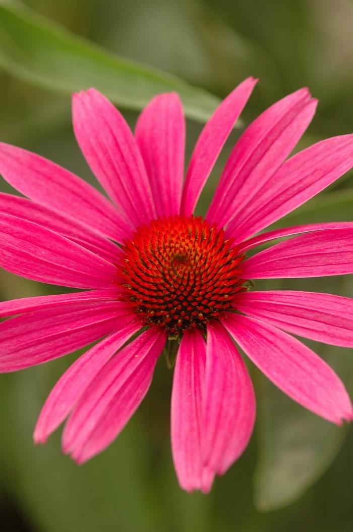 Echinacea purpurea Ruby Star