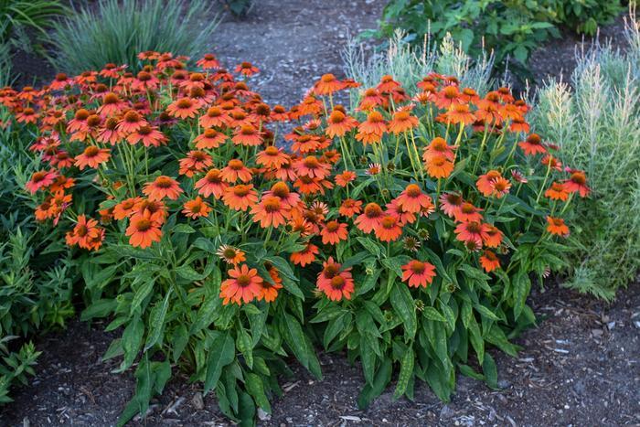 Echinacea Sombrero® Adobe Orange