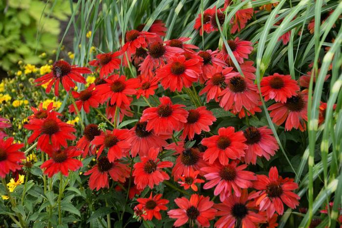 Echinacea Sombrero® Salsa Red