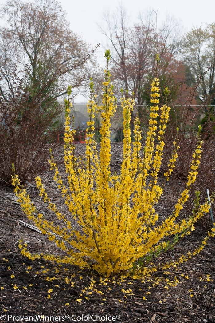 Forsythia Show Off Starlet®