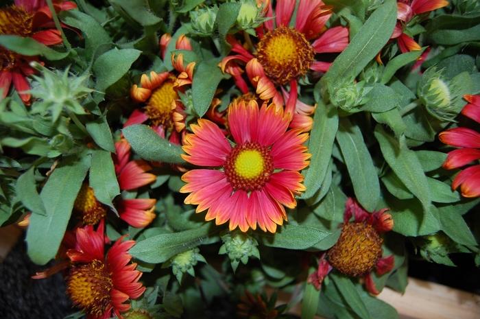 Gaillardia aristata Arizona Red Shades