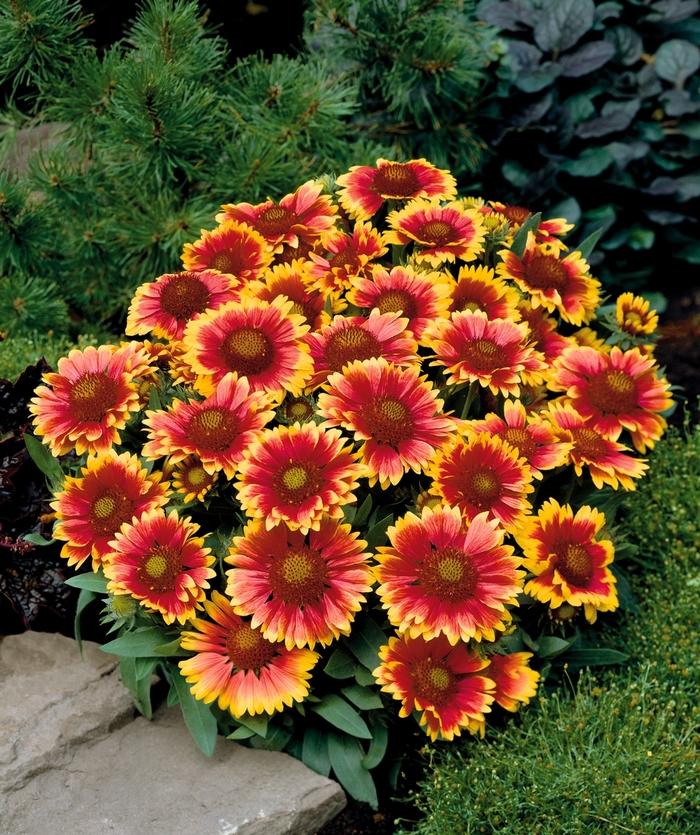 Gaillardia aristata Arizona Sun