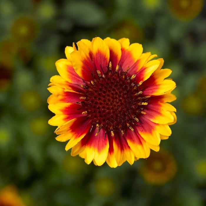 Gaillardia aristata Barbican™ Yellow Red Ring