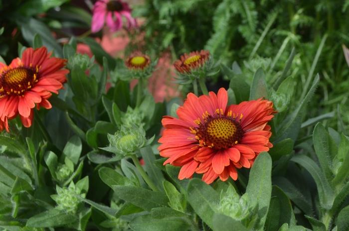 Gaillardia aristata SpinTop Red