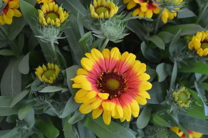 Gaillardia aristata SpinTop Red Starburst