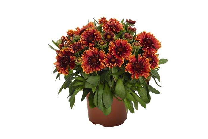 Gaillardia aristata SpinTop Yellow Touch