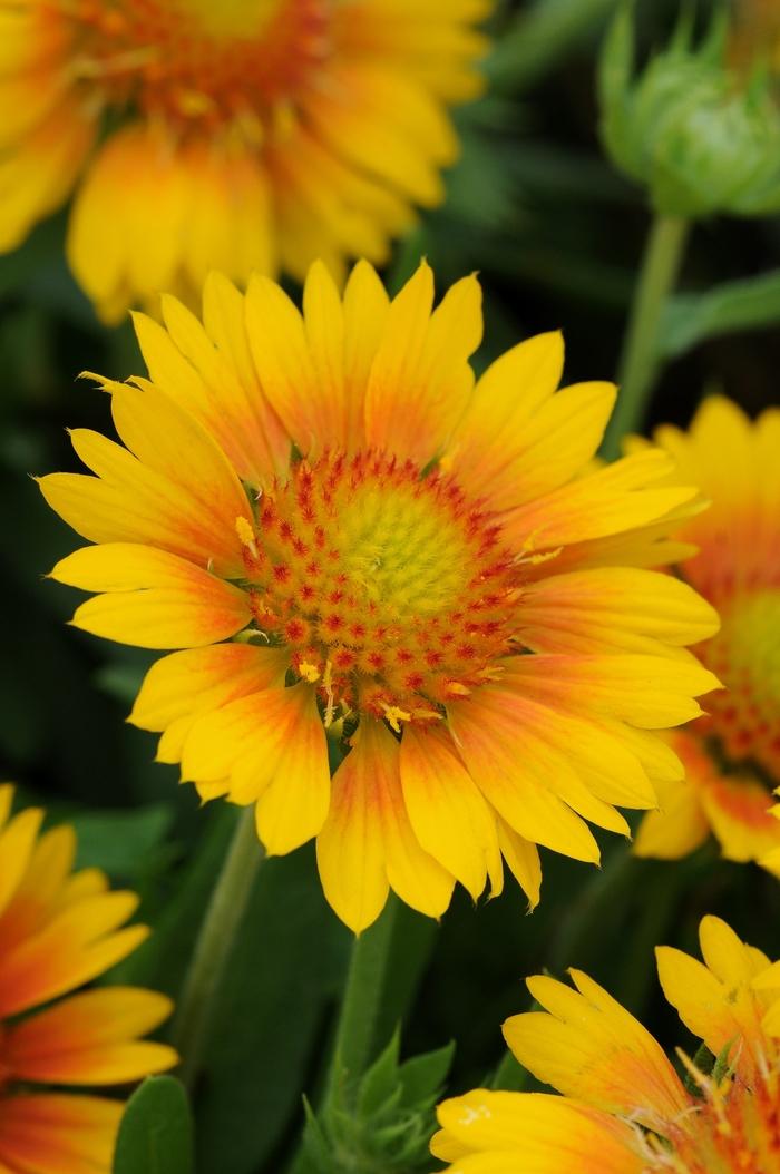 Gaillardia x grandiflora Mesa™ Peach