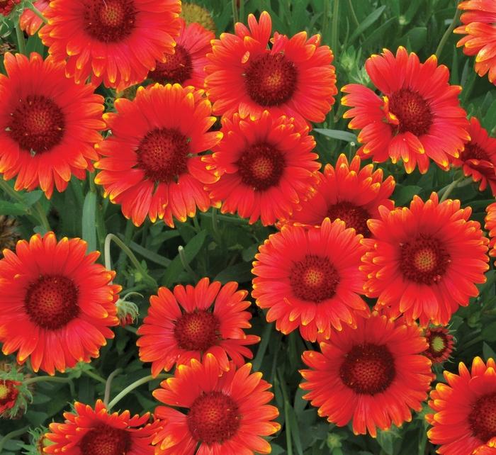 Gaillardia x grandiflora Mesa™ Red