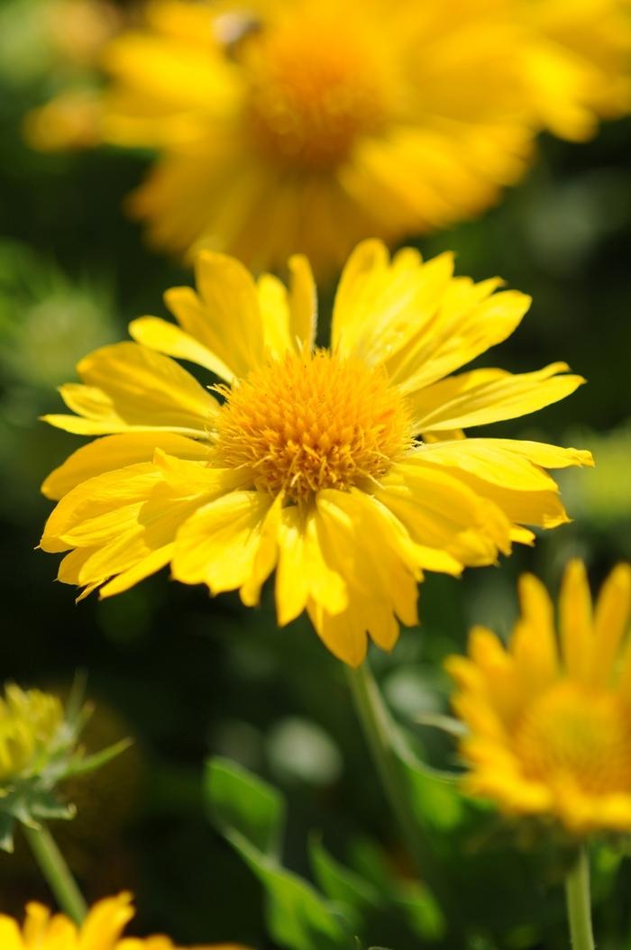 Gaillardia x grandiflora Mesa™ Yellow