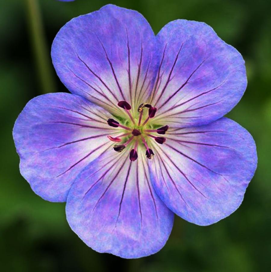 Geranium Azure Rush®