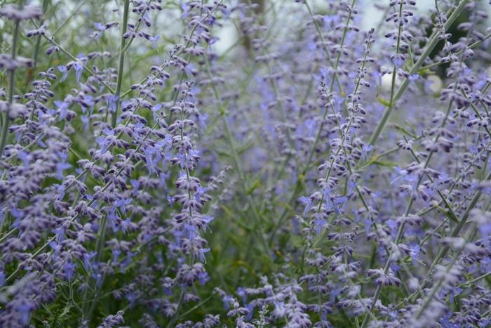 Perovskia atriplicifolia Little Lace