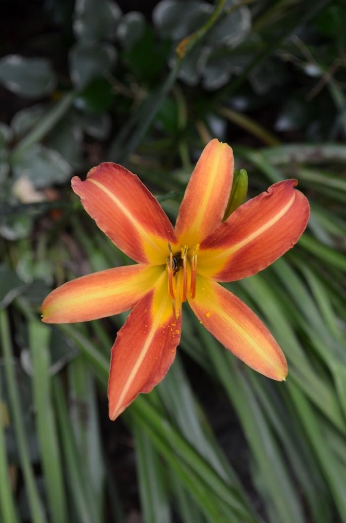 Hemerocallis Autumn Red