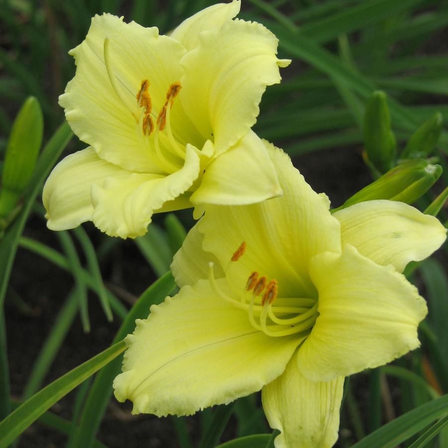 Hemerocallis Happy Returns