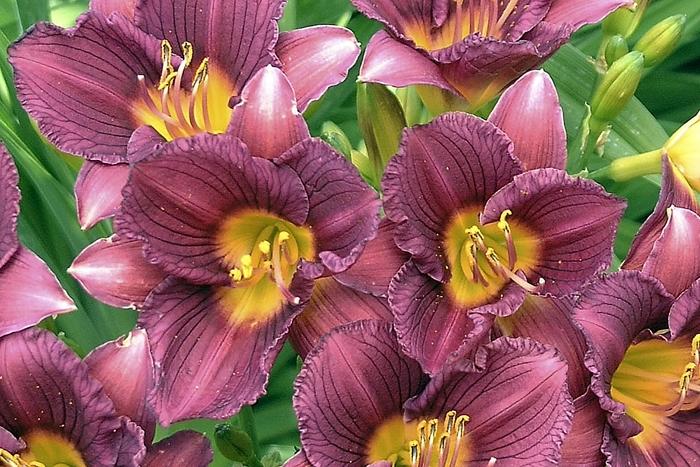 Hemerocallis Purple de Oro