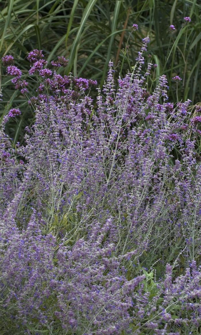 Perovskia atriplicifolia Little Spire