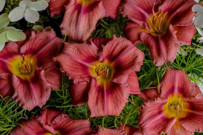 Hemerocallis Rosy Returns