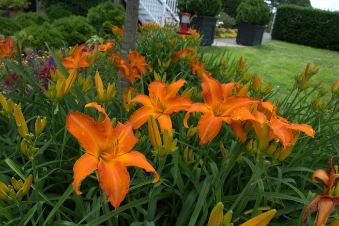 Hemerocallis Stella Supreme