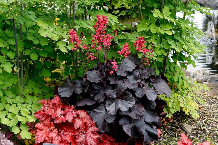 Heuchera Black Forest Cake