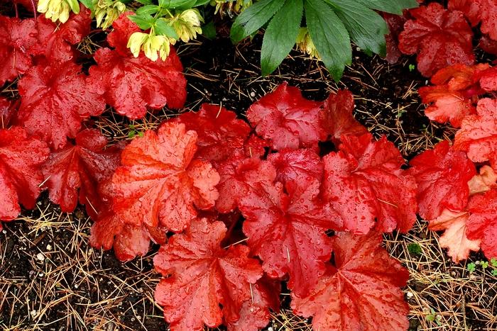 Heuchera Fire Alarm