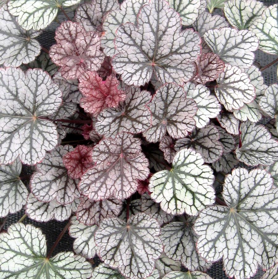 Heuchera Silver Scrolls