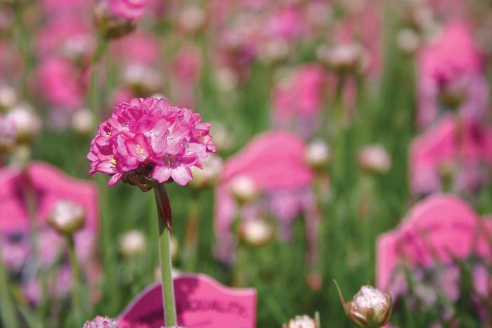 Armeria maritima Splendens