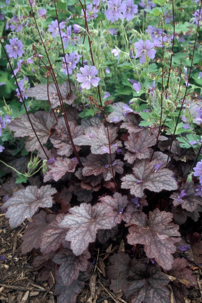 Heuchera Plum Pudding