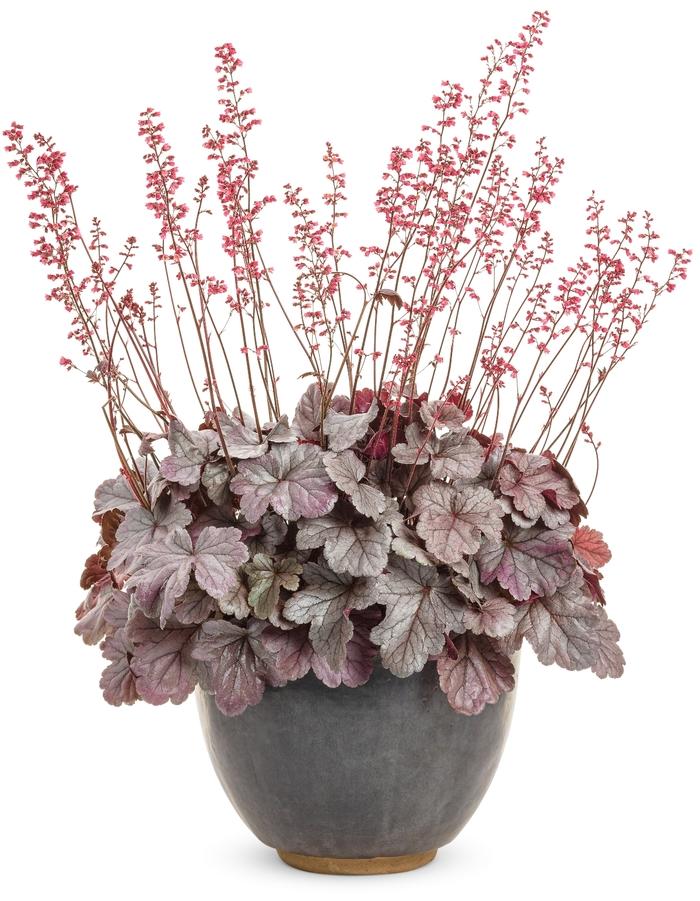 Heuchera Dolce® Silver Gumdrop