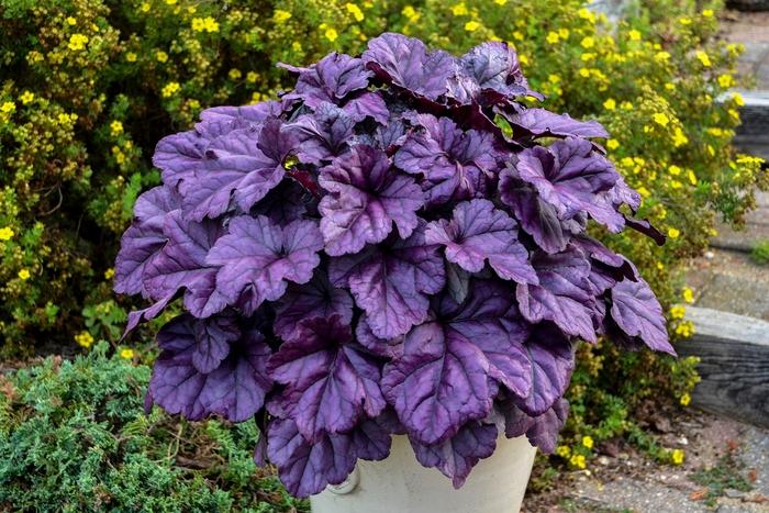 Heuchera Dolce® Wildberry