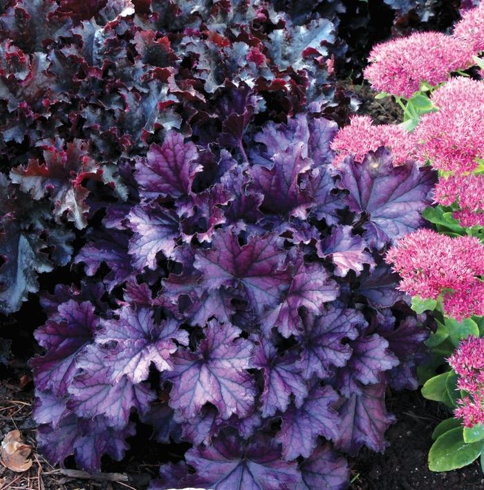 Heuchera Forever® Purple