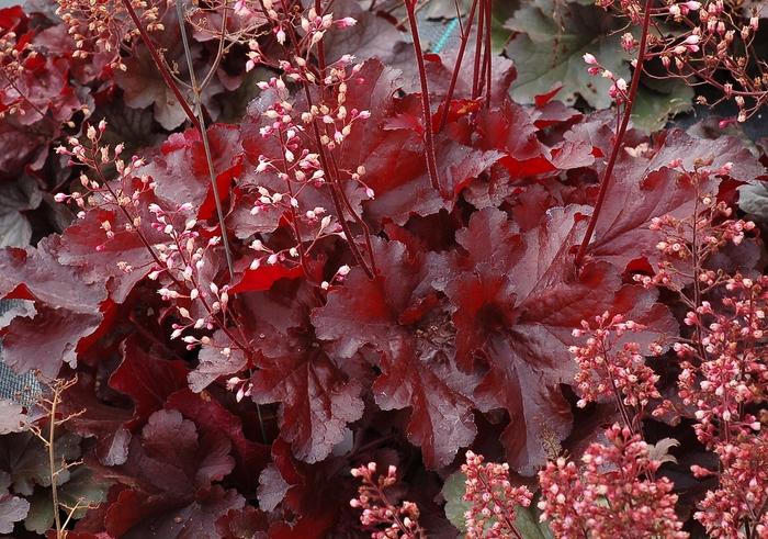 Heuchera Forever® Red