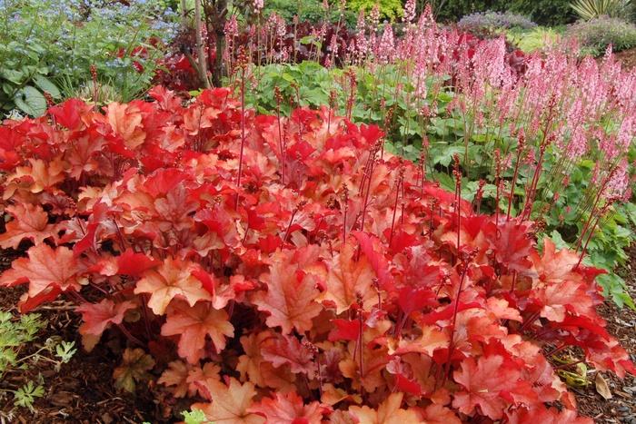 Heuchera Peach Flambe