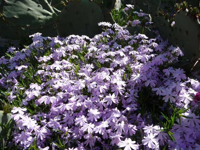 Phlox subulata Emerald Blue