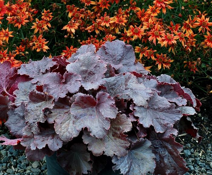 Heuchera Northern Exposure™ Black