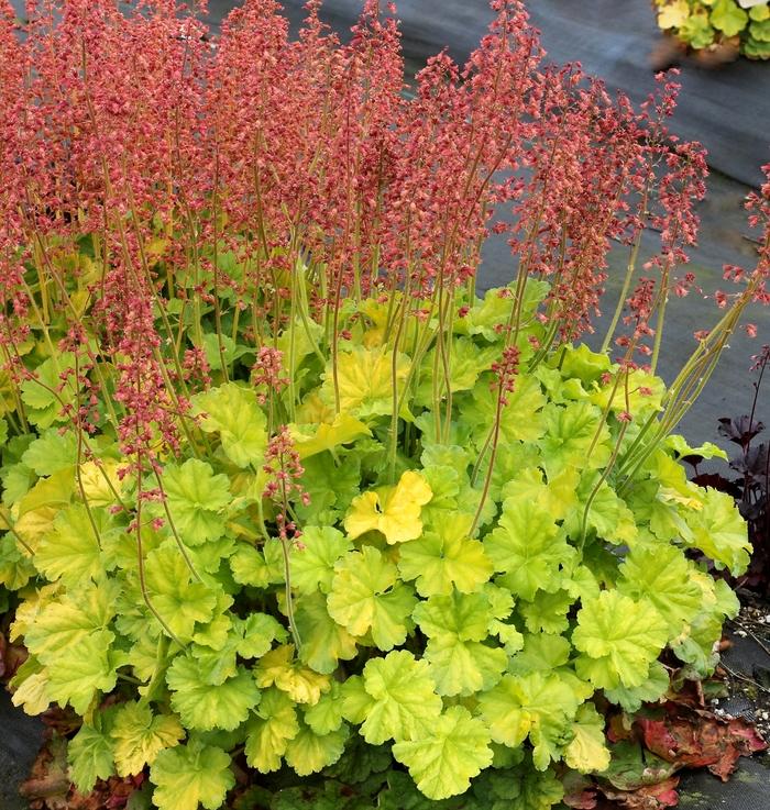 Heuchera Northern Exposure™ Lime