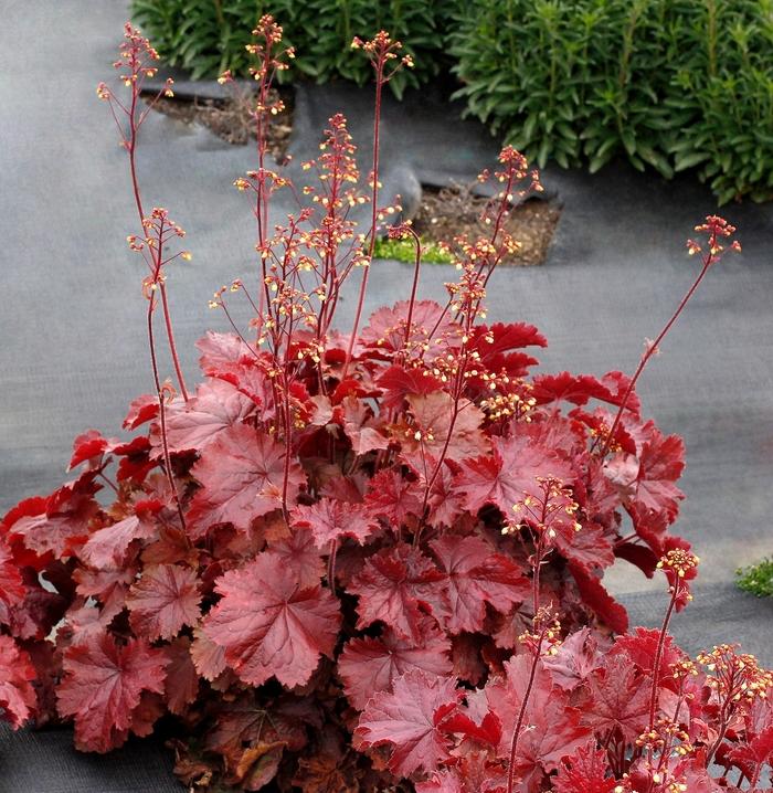 Heuchera Northern Exposure™ Red