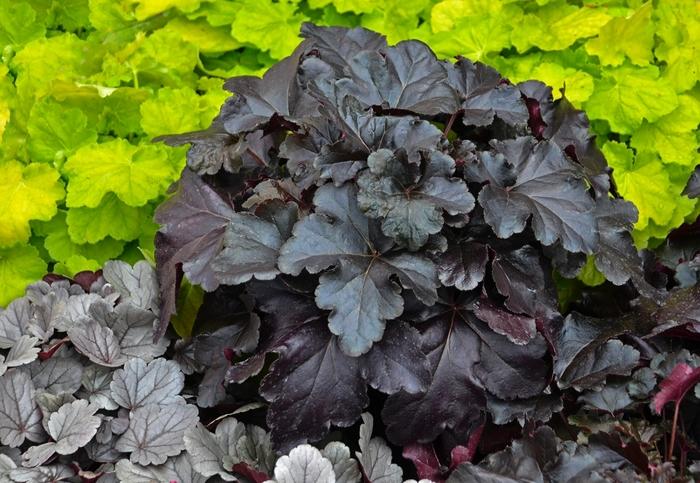 Heuchera Primo® Black Pearl