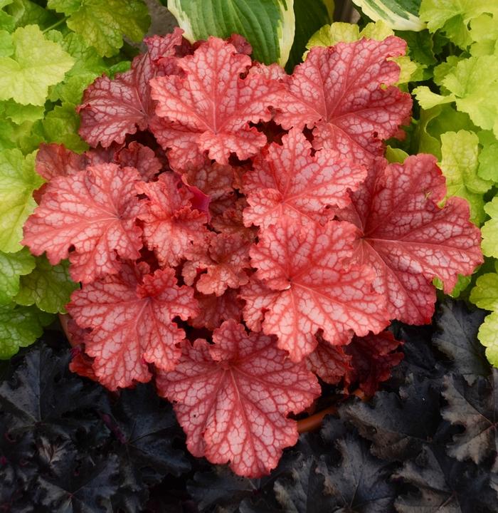 Heuchera Primo® Peachberry Ice