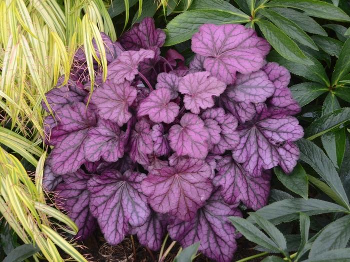 Heuchera Primo® Wild Rose