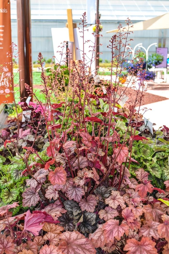 Heuchera Carnival Watermelon