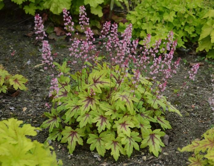 Heucherella Fun and Games® Eye Spy