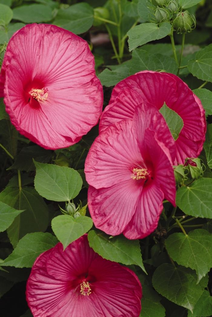 Hibiscus moscheutos Luna™ Rose