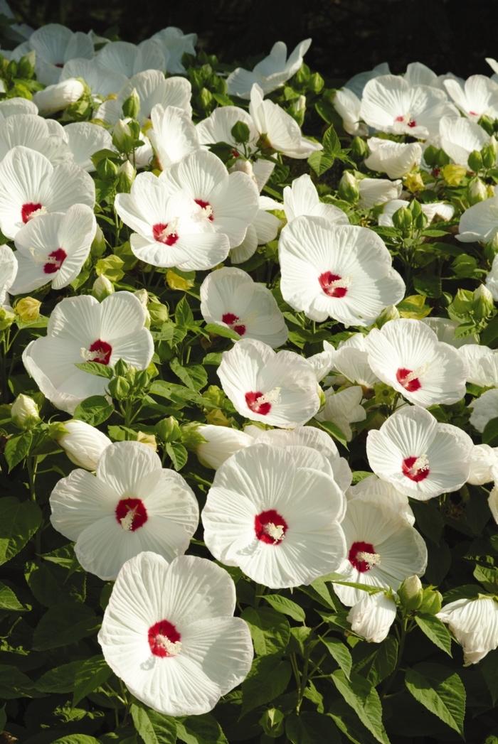 Hibiscus moscheutos Luna™ White