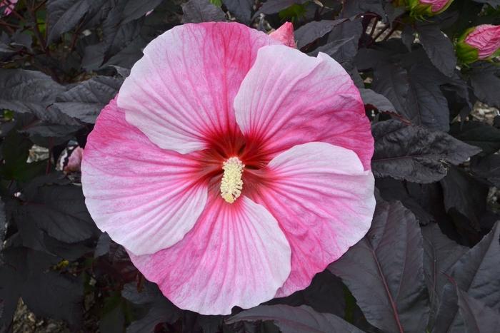 Hibiscus Starry Starry Night