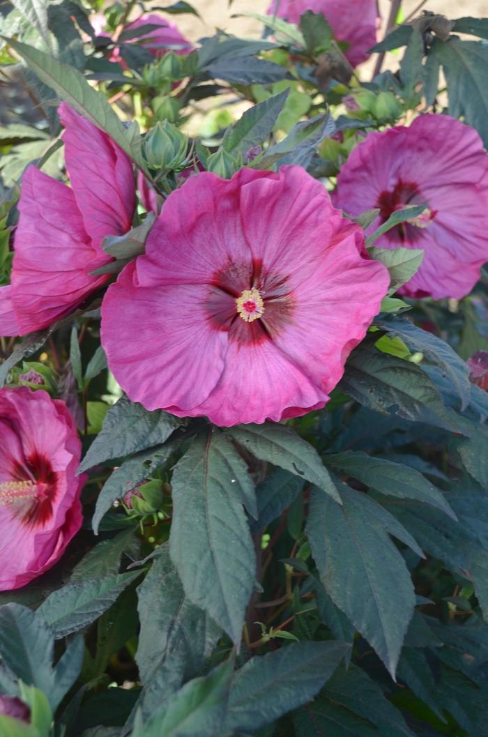 Hibiscus Summerific® Berry Awesome