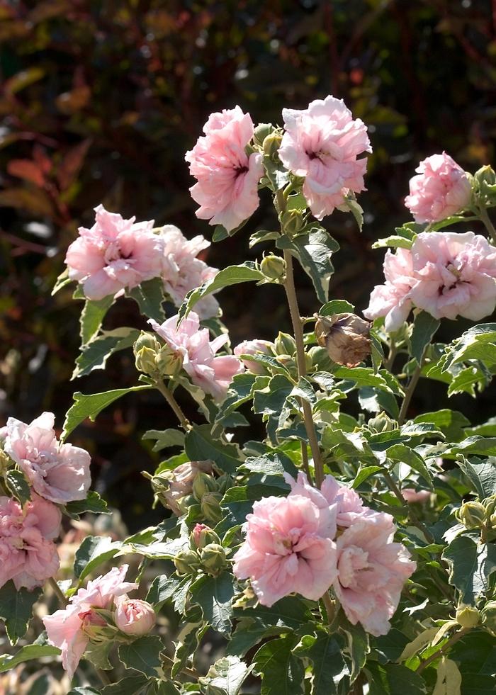 Hibiscus syriacus Sugar Tip®