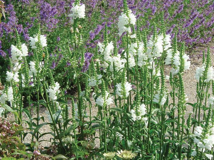 Physostegia virginiana Miss Manners