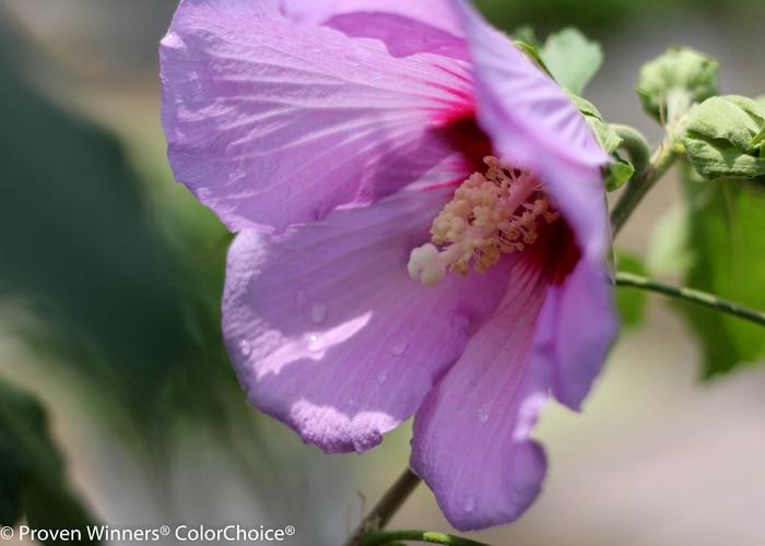 Hibiscus Full Blast®