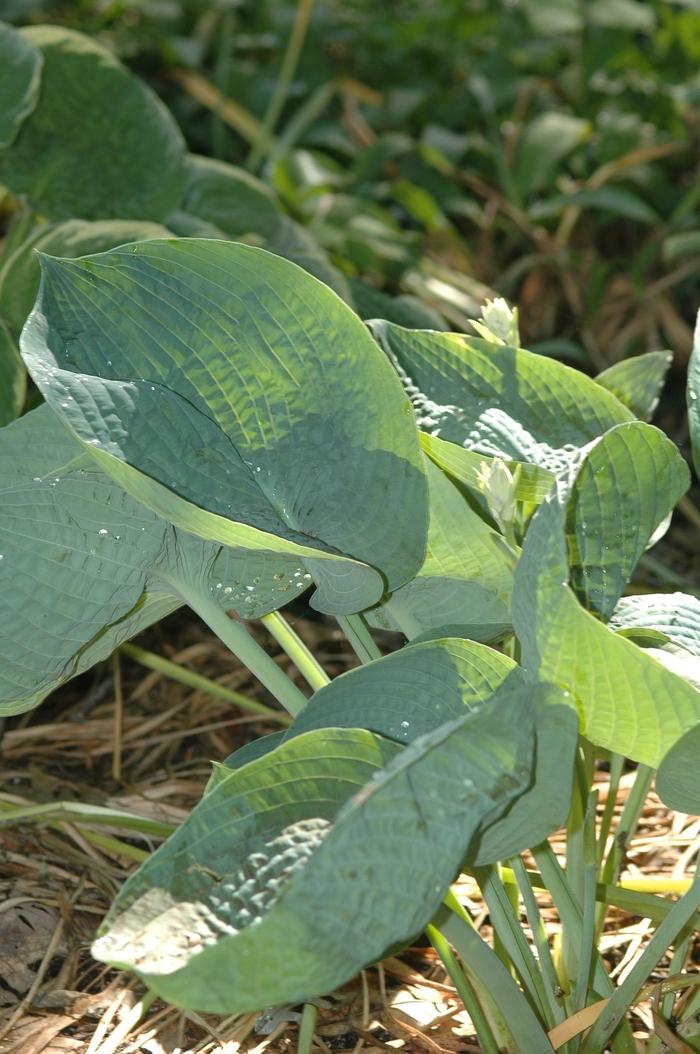 Hosta Abiqua Drinking Gourd