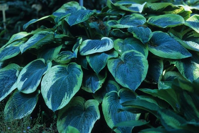 Hosta American Halo